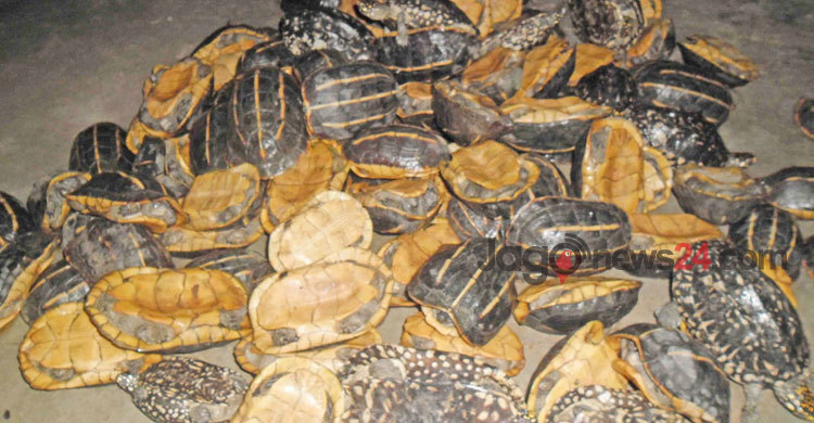 বেনাপোলে ১৬৯টি বিরল প্রজাতির কচ্ছপ উদ্ধার