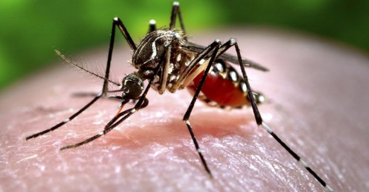 Tips for making your home mosquito-free