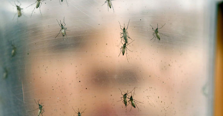 Zika virus spreading explosively: WHO