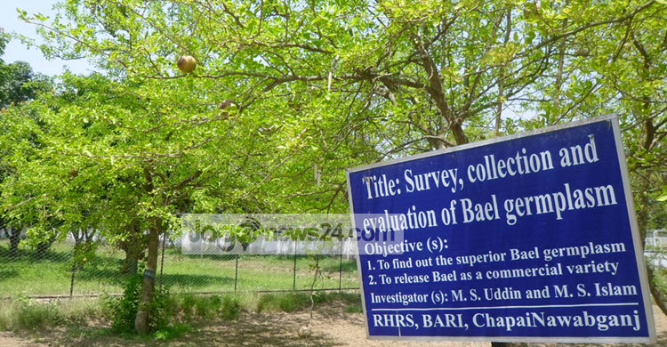চাঁপাইনবাবগঞ্জে বাণিজ্যিক জাত বারি বেল-১ উদ্ভাবন