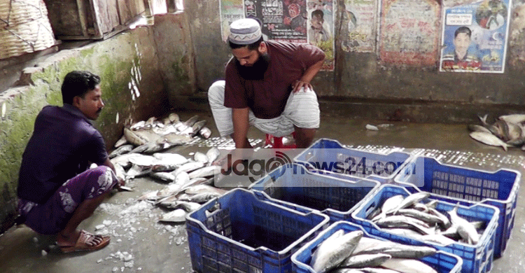 বরগুনার ইলিশ ঢাকায় পৌঁছালেই দ্বিগুণ দাম 