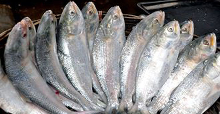 বরিশালে ইলিশের বাজারে বৈশাখী হাওয়া