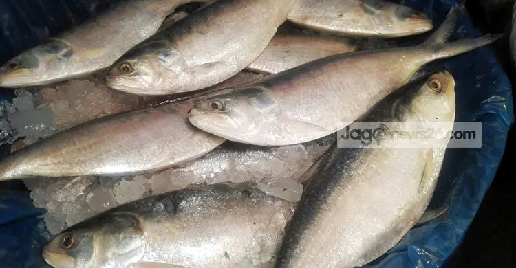 ইলিশ বাজারে বৈশাখী হাওয়া