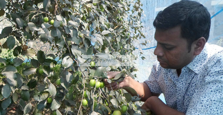 চাঁপাইনবাবগঞ্জে নতুন জাতের কুল উদ্ভাবন