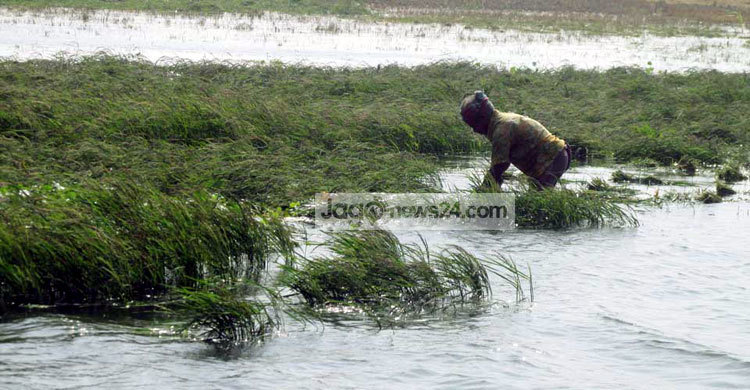 গাইবান্ধায় ২০ হেক্টর বোরো ধান পানির নিচে