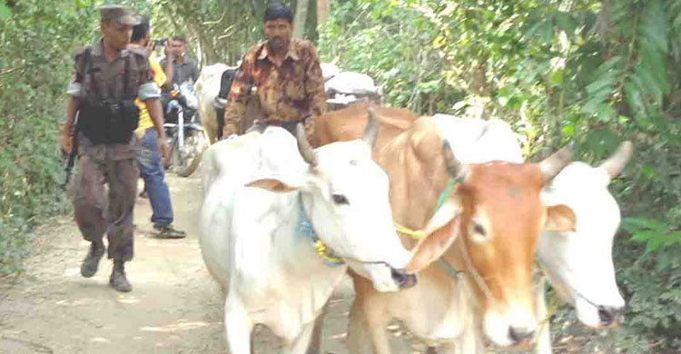 বেনাপোলে ৫০টি গরু আটক