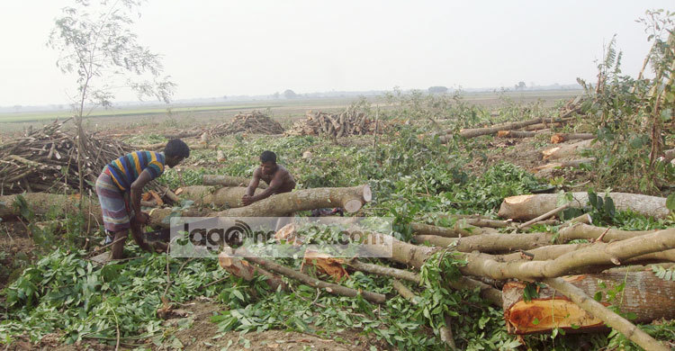ঝিনাইদহে কয়েক হাজার গাছ কর্তন