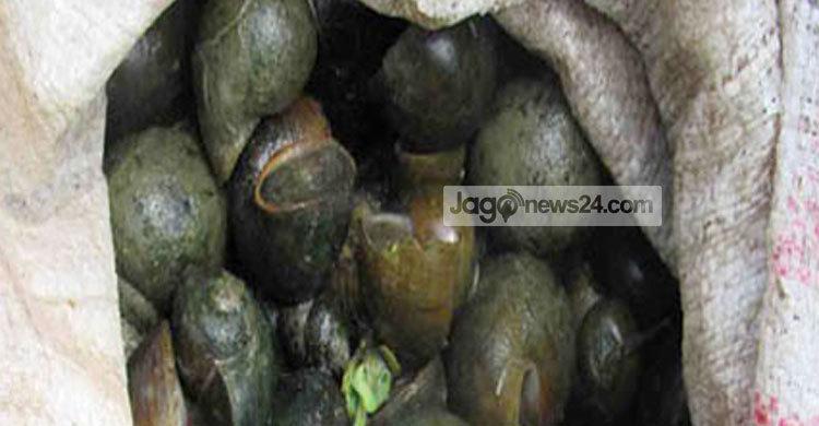 অতিরিক্ত শামুক সংগ্রহে ঝিনাইদহের পরিবেশে ভারসাম্যহীনতার সম্ভাবনা