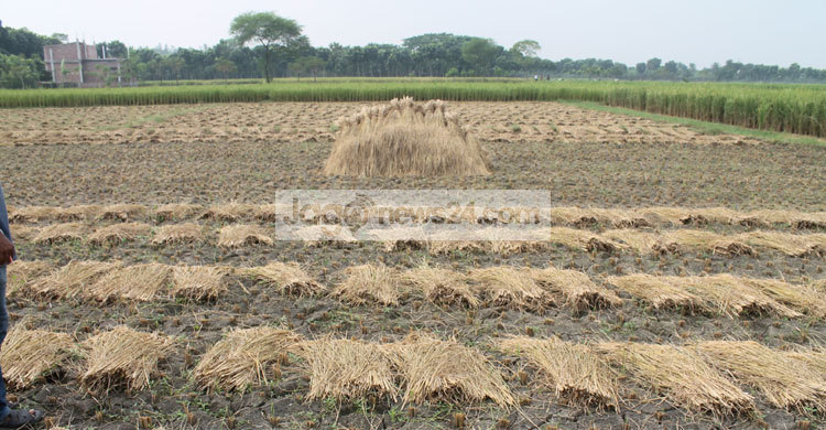 ঝিনাইদহে শ্রমিক সংকটে ধান কাটা ব্যাহত