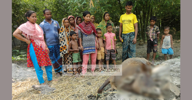 হাতীবান্ধায় খুরা রোগের সংক্রমণে অর্ধশত গরুর মৃত্যু