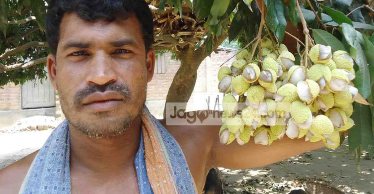 খরায় লিচু চাষীদের মাথায় হাত