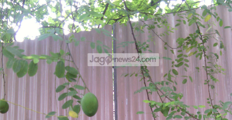 কড়ই গাছে আম!