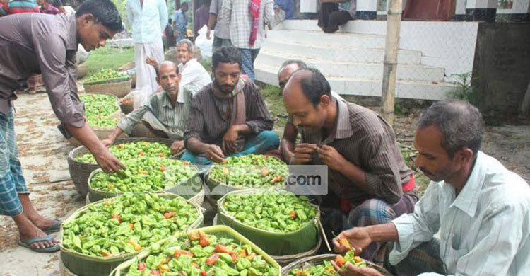 ঝালকাঠিতে বসছে বোম্বাই মরিচের হাট