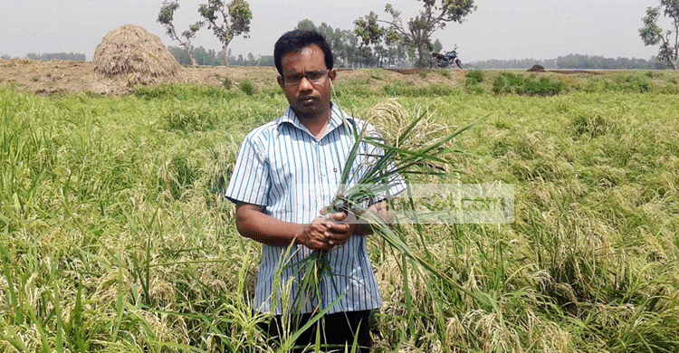ধানে চিটা হওয়ায় দিশেহারা নওগাঁর কৃষক