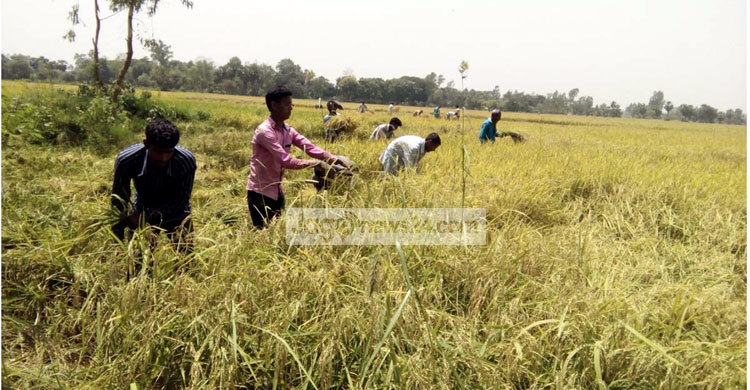 দেরিতে ধান কেনার ঘোষণায় খুশি নয় নওগাঁর কৃষক