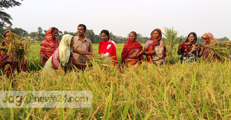 বিলকুড়ালিয়া বিলে ধান কাটা উৎসব শুরু 