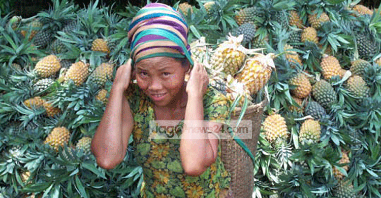 আগাম আনারসে সয়লাব রাঙ্গামাটির বাজার