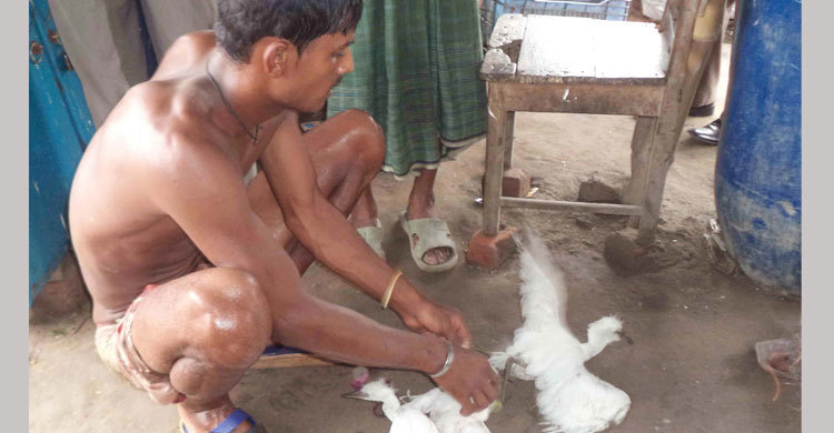 সাতক্ষীরায় অবাধে চলছে পাখি শিকার