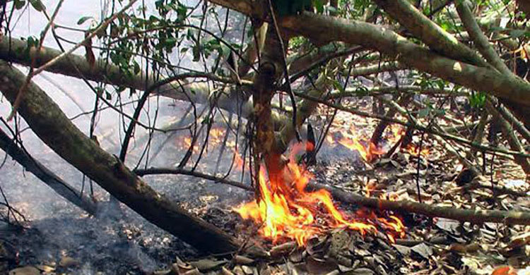 সুন্দরবনে আগুন: নিয়ন্ত্রণে দমকল বাহিনীর ৩টি ইউনিট কাজ করছে