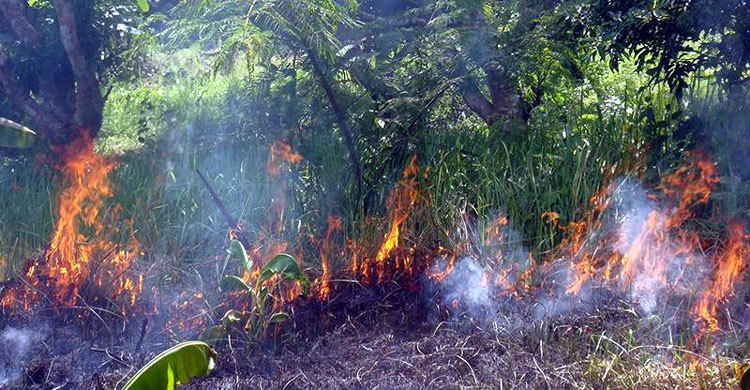 এখনো নিয়ন্ত্রণে আসেনি সুন্দরবনের আগুন