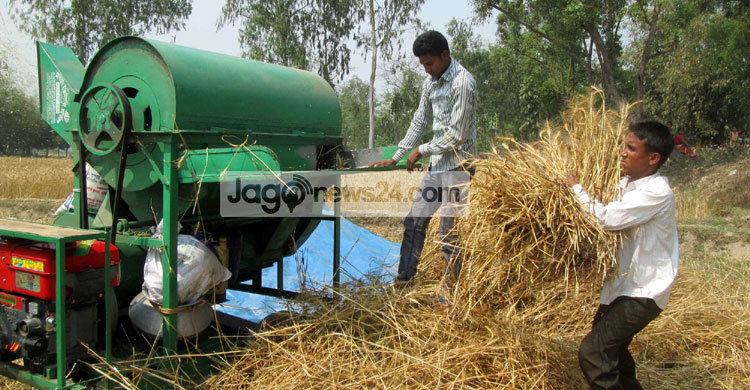 ঠাকুরগাঁওয়ে গম বিক্রি নিয়ে শঙ্কায় কৃষক