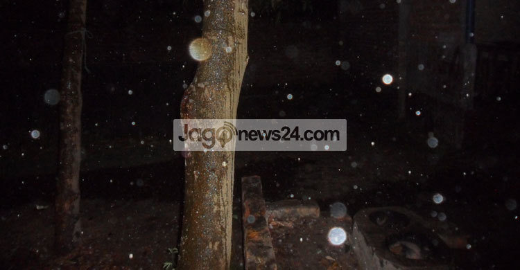 দিনাজপুরে শিলা বৃষ্টিতে ফসলের ব্যাপক ক্ষতি