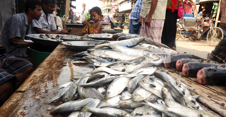 ঝালকাঠিতে প্রকাশ্যে জাটকা-চাপিলা ইলিশ বিক্রি