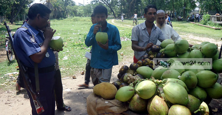 সারাদেশের তৃষ্ণা মেটাচ্ছে ঝালকাঠির ডাব