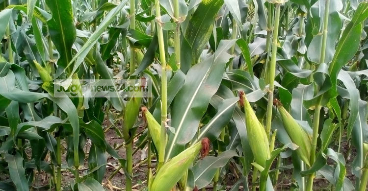 জয়পুরহাটে ভুট্টার বাম্পার ফলনের সম্ভাবনা 