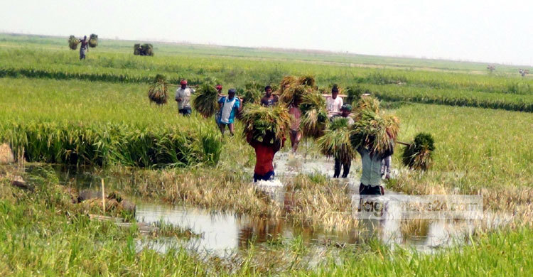 হাওরে ধানকাটা শুরু : দাম নিয়ে শঙ্কায় কৃষক