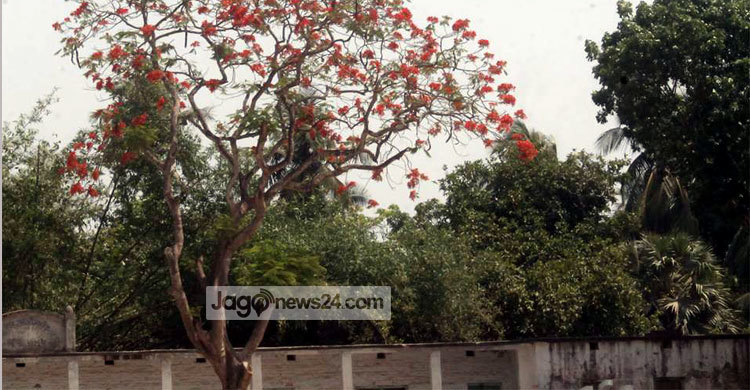 অগ্নিরাঙা কৃষ্ণচূড়ায় ছেয়ে গেছে ঝিনাইদহ 