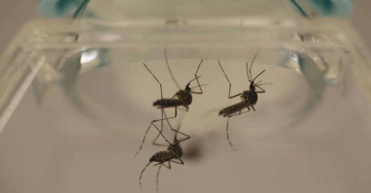Vietnam confirms first cases of Zika virus