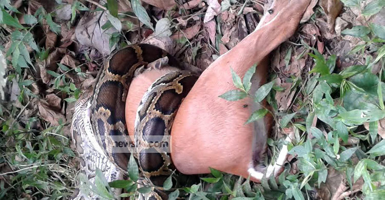 ১৮ কেজি ওজনের হরিণ গিলে খেলো অজগর