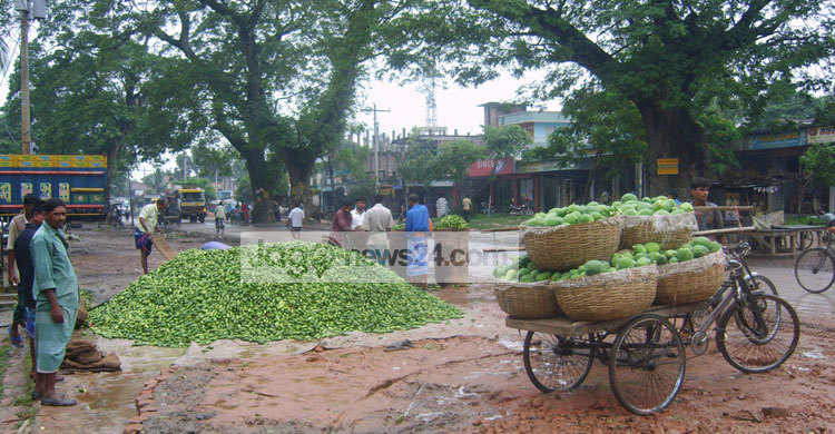 শার্শায় জমে উঠেছে পটলের হাট