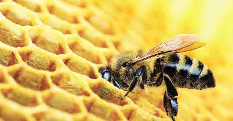 Science in 140 characters: Bee junk food