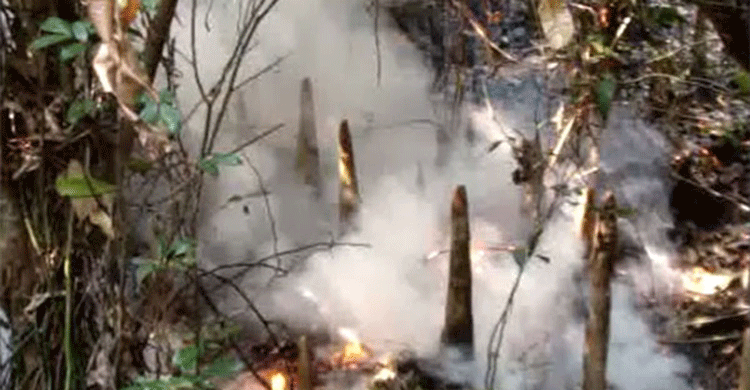 সুন্দরবনে আবারও আগুন