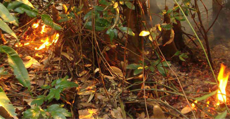 সুন্দরবনে আগুন লাগার ঘটনায় তিনজন বহিষ্কার