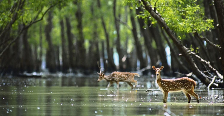 Body formed to investigate Sundarban fire