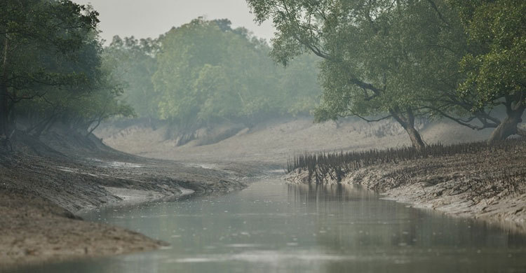 UNESCO investigates environmental impact of Sundarbans coal plant