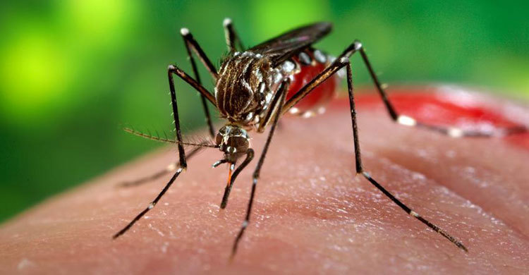 Zika virus can cause severe neurological disorder