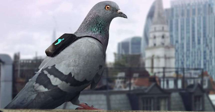 Pigeons Wearing Backpacks Help Fight Pollution 