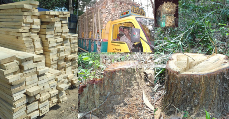 চট্টগ্রামে বন রক্ষকরাই ভক্ষক