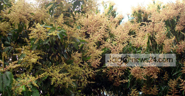 চাঁপাইনবাবগঞ্জে আমের বাম্পার ফলনের সম্ভাবনা