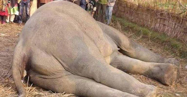পাহাড়ে হাতিকে গুলি করে হত্যা