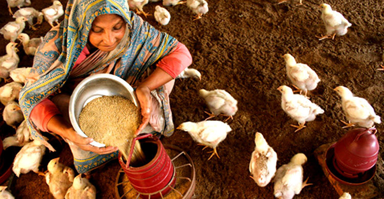 শর্ত-জটিলতায় কাজে আসছে না উদ্যোক্তা তহবিল 