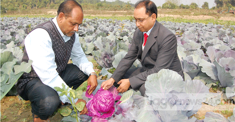 বিদেশি সবজি চাষেও সফল পেঁপে বাদশা