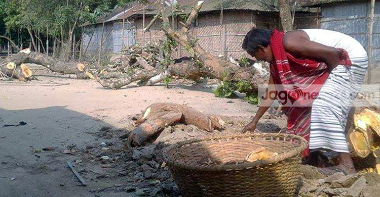 নিয়ম না মেনে স্কুলের গাছ কর্তন