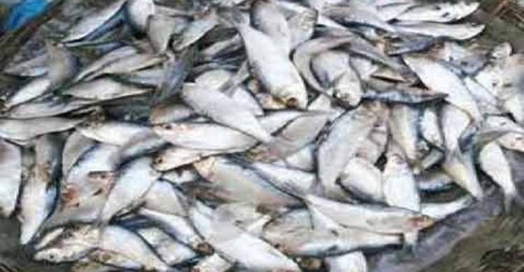 নারায়ণগঞ্জে ১২০০ কেজি জাটকা জব্দ