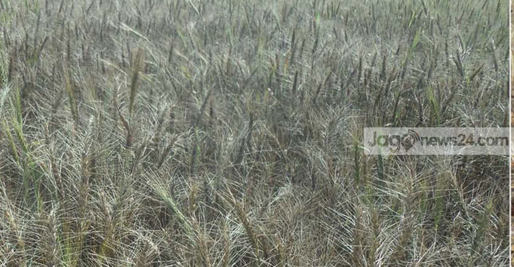 ঝিনাইদহে রবি শস্যের ব্যাপক ক্ষতি : বিপাকে চাষীরা