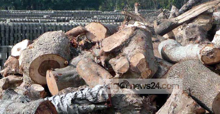 ঝিনাইদহে ইটভাটায় পোড়ানো হচ্ছে কাঠ